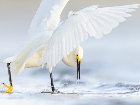 a white egret with black bill and yellow feet hunts in shallow water with its wings spread