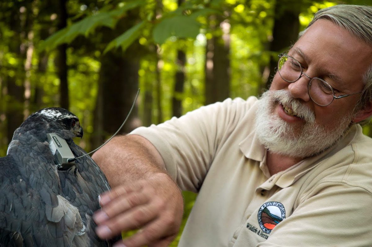 a scientist with a white beard holds a goshawk with a radio transmitter