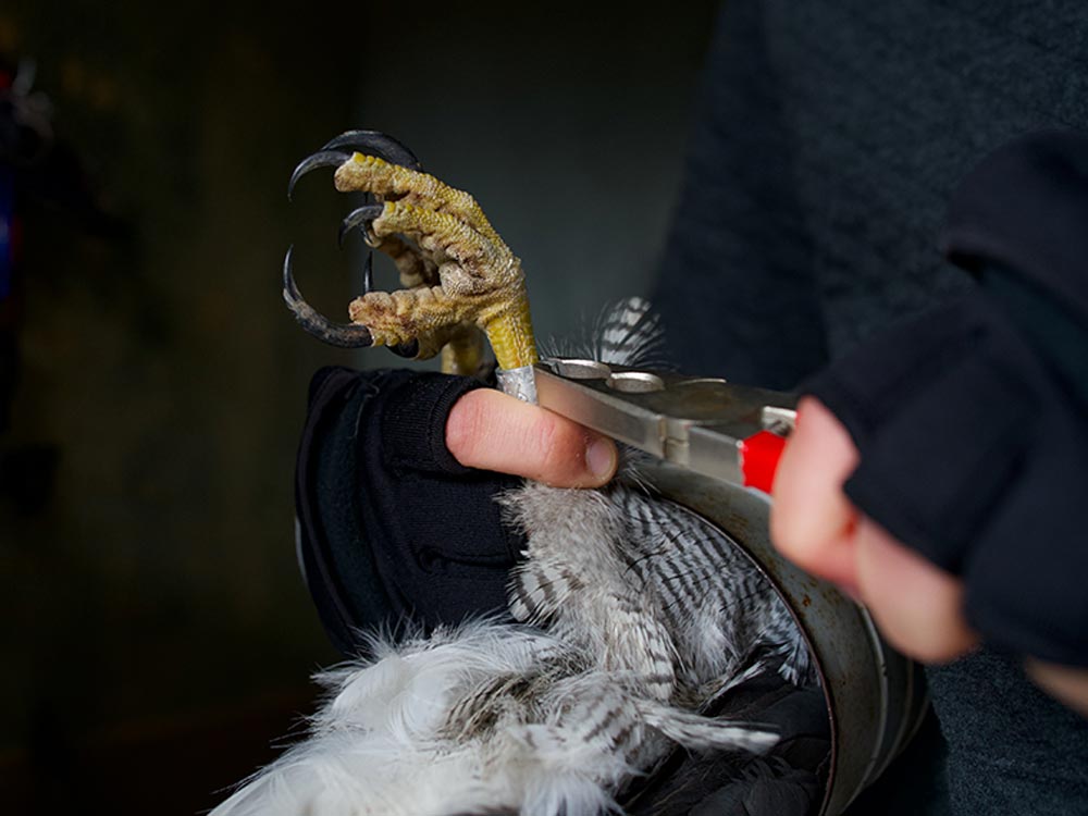 a researcher carefully crimps a metal band on to the leg of a goshawk
