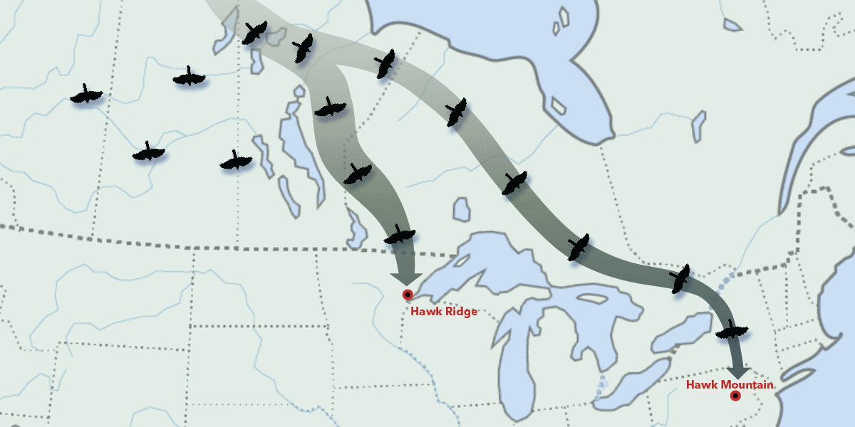 map of northern U.S. and southern Canada showing migration routes of Northern Goshawks toward Hawk Ridge, Minnesota, and Hawk Mountain, Pennsylvania