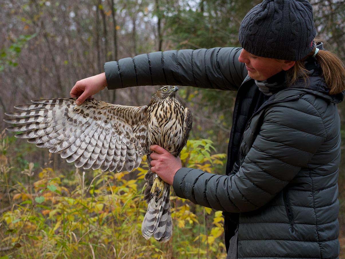 a researcher at a bird banding station holds a young, streaky goshawk with one wing fanned out