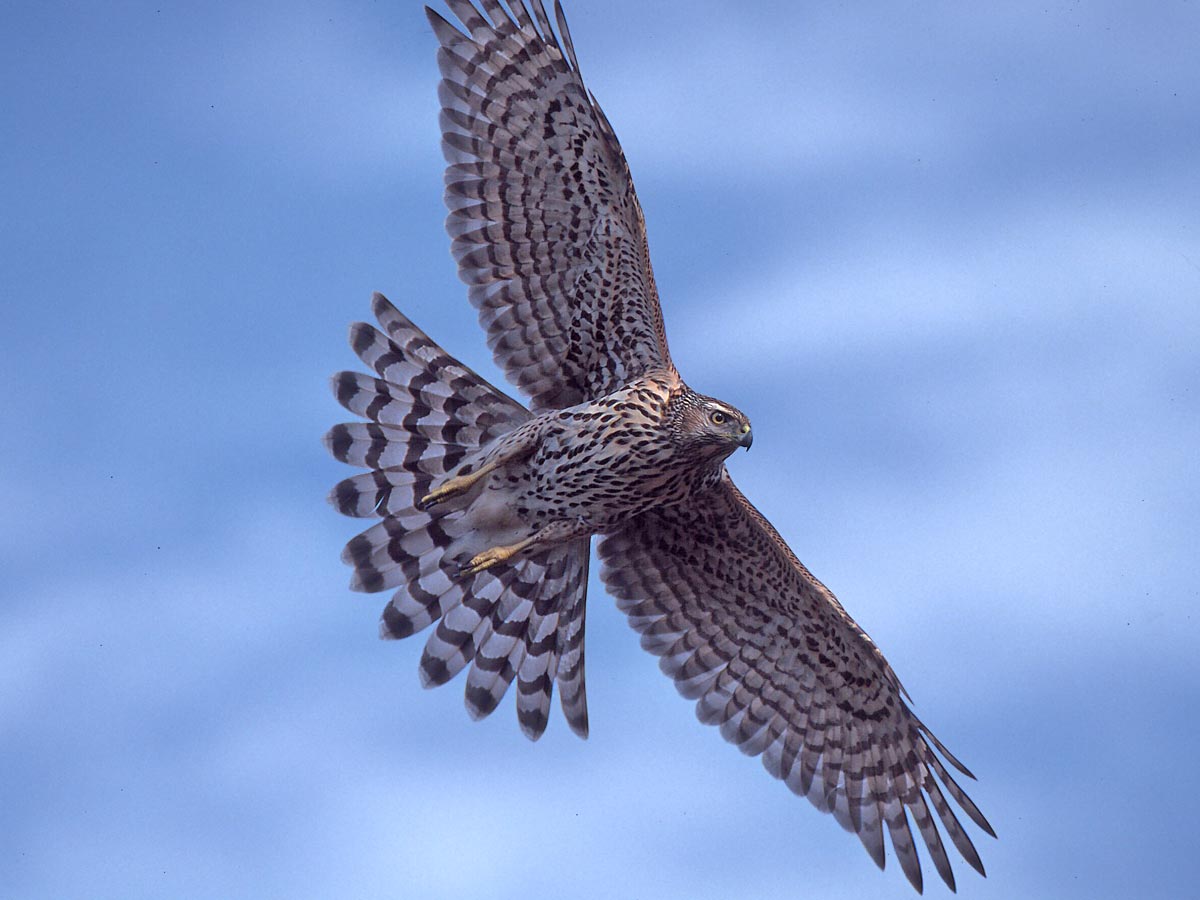 a streaky brown hawk flies overhead with wings and tail spread