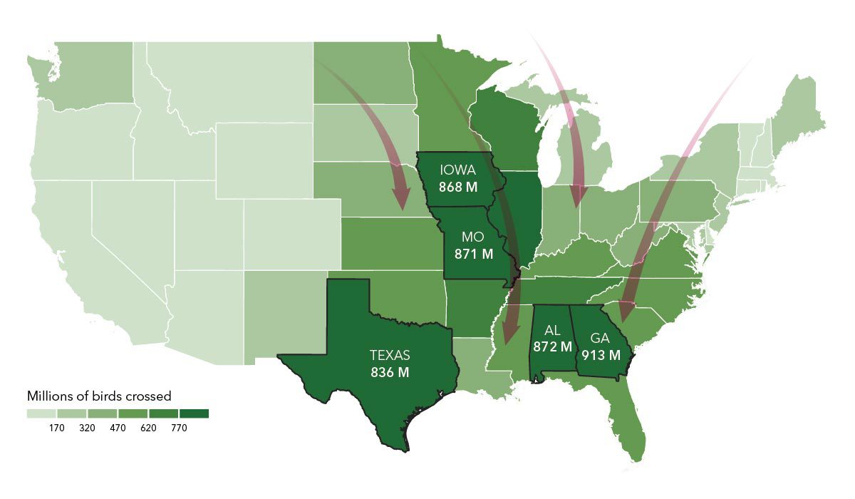 Карта на континенталните Съединени щати, показваща броя на мигриращите птици, преминали през есента на 2021 г. Текст върху изображението: Айова 868 милиона, Мисури 871 милиона, Тексас 836 милиона, Алабама 872 милиона, Джорджия 913 милиона.