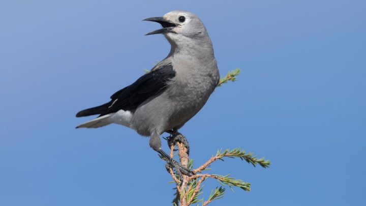 a gray and black bird perches in a bare tree top against a blue sky
