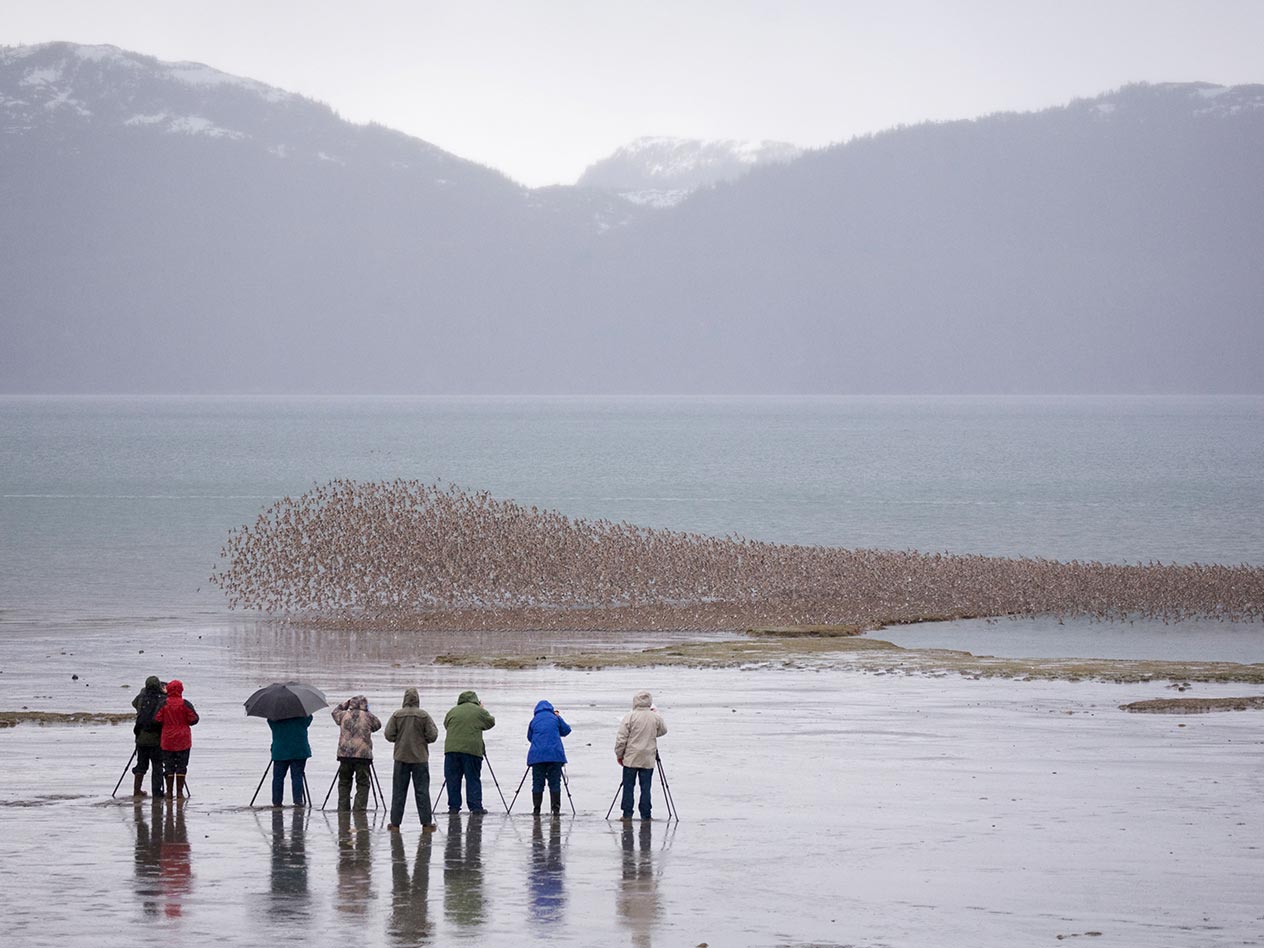 a dense flock of shorebirds flies in front of a group of birdwatchers on a rainy day in Alaska