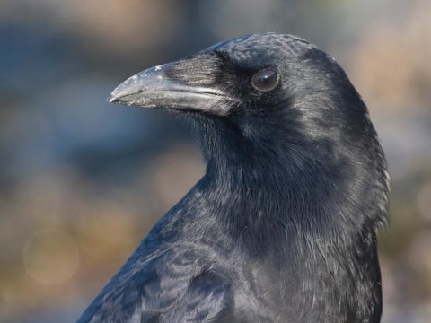 close up of the head and shoulders of a crow