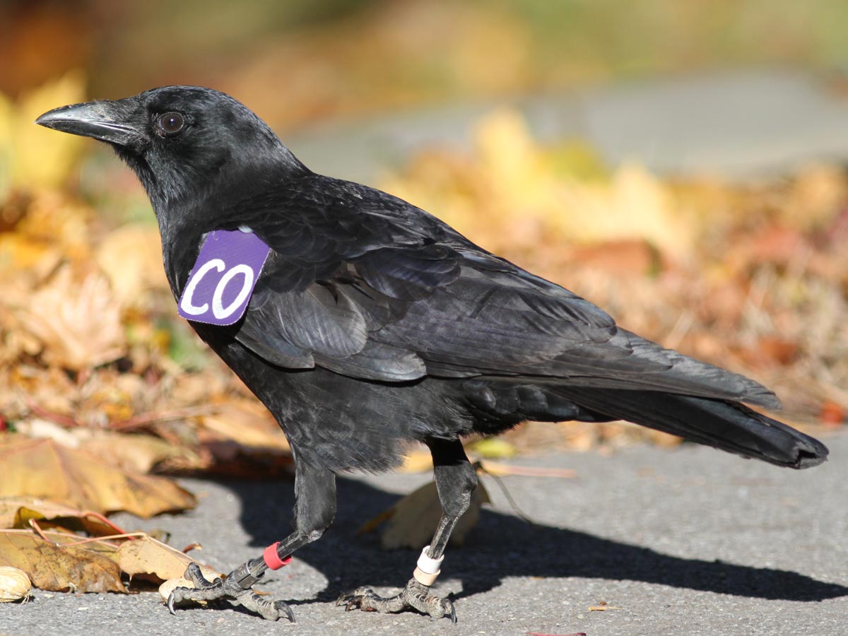 a crow with a purple wing tag and colored bands on its legs, used for field studies