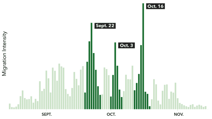 bar chart depicting migration intensity each night of the autumn 2021 migration season.