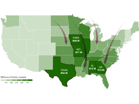 map of the contiguous United States showing bird migration traffic in shades of green