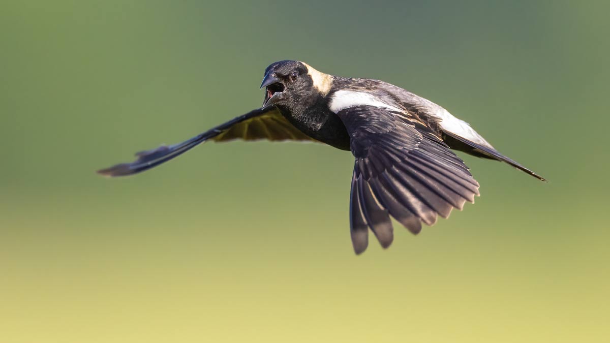 a black, brown, and white bird flying against a blurred green-yellow background, with its beak open, calling