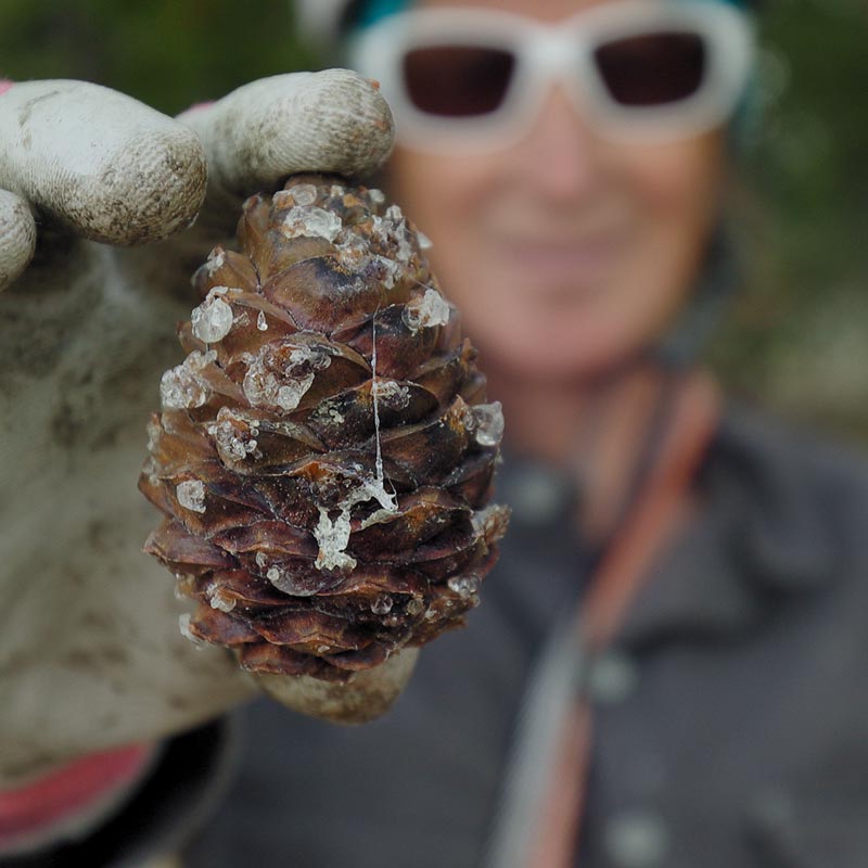 closeup of a whitebark pine cone with pine resin dripping from it