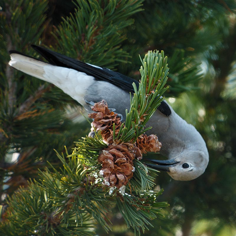 a gray and black bird bends around a pine bough to peck at its cones