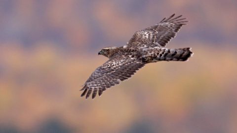 tap or click to read story well-nigh Northern Goshawks