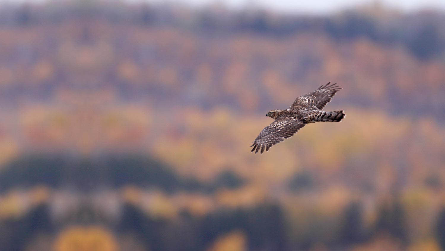 a large brown hawk soars against a background of autumn colors