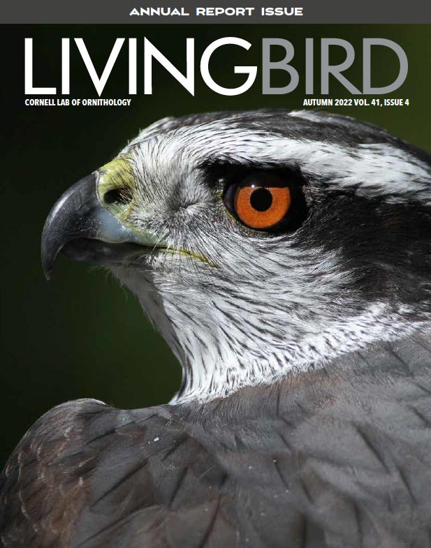 click to view table of contents for Autumn issue of Living Bird
