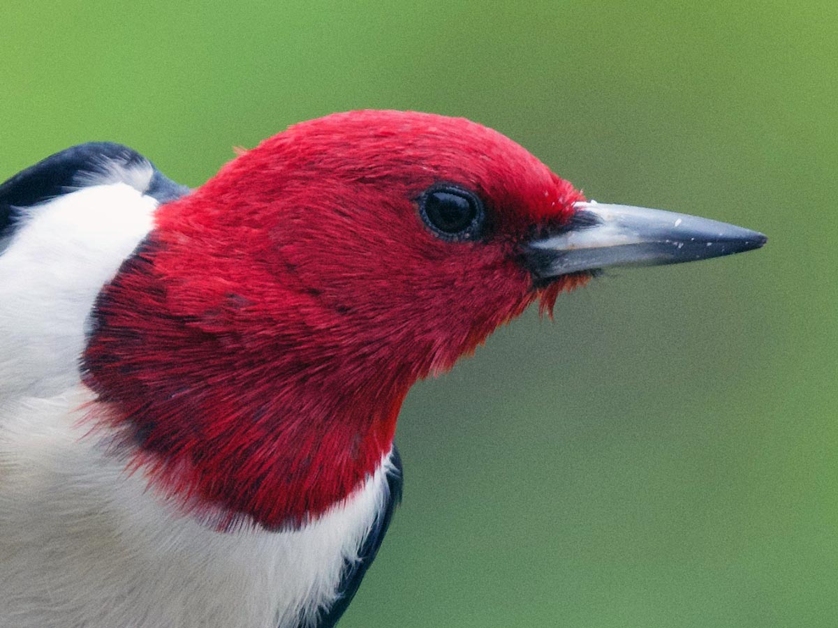 close-up of a woodpecker with a bright red head and long gray bill