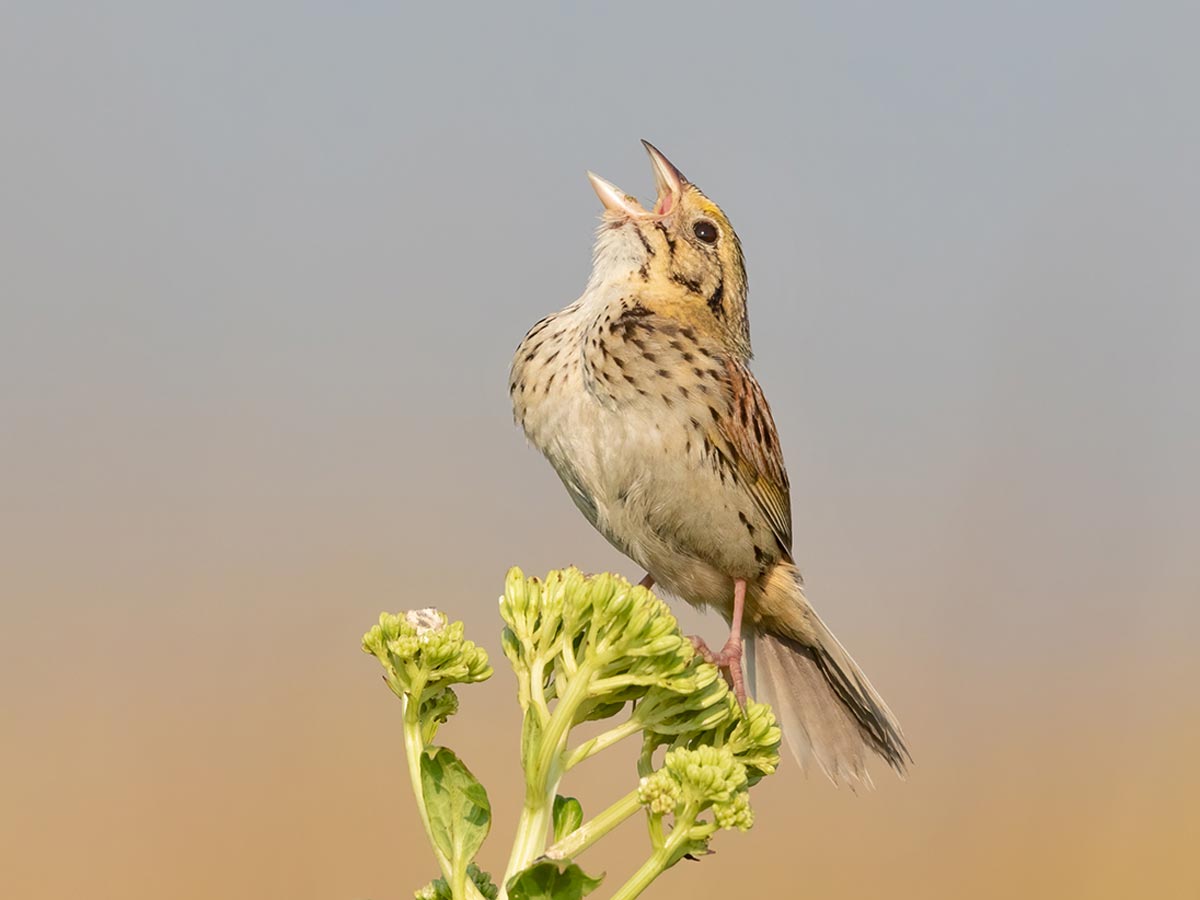 a small sparrow sings from the top of a flower