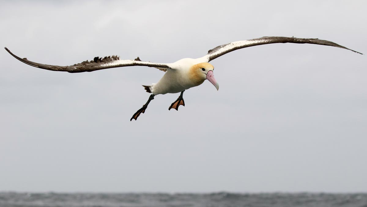 an albatross soars over a gray sea