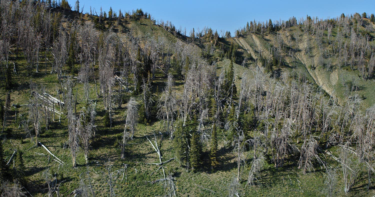A high-elevation mountainside scored by avalanche chutes, with many dead pines and a few green trees.