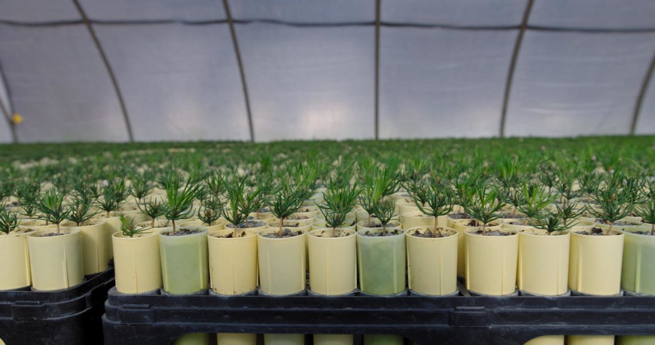 plant nursery tables with rows of hundreds of pine seedlings