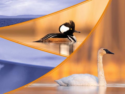 collage of curving lines and two birds, a duck (merganser) and a swan