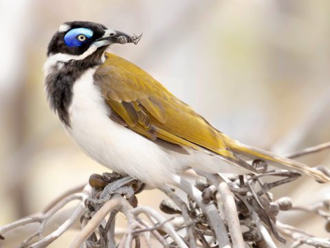 A bird with green/yellow back, white chest, white, blue and black face and yellow eye holds a spider in its bill.