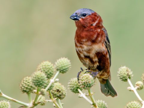 A pretty russet, white and gray bird perched on a plant.