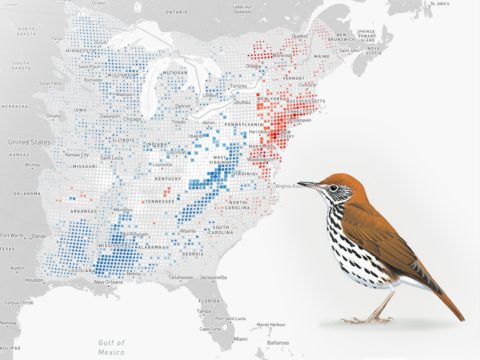 eBirds Status and Trends map with Wood Thrush
