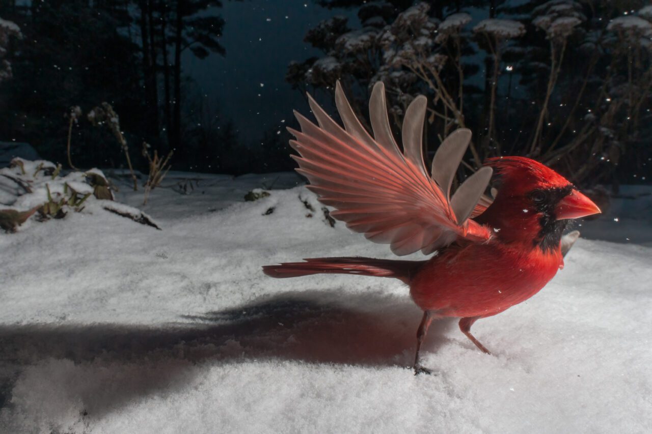 A male cardinal, red bird with a crest, black face and red bill, spreads its wings in the snow.