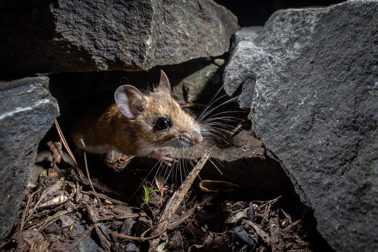 A wild mouse, brown with a white belly and long whiskers, in some rocks.