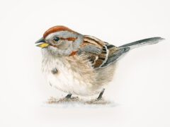 Illustration of an American Tree Sparrow, a gray streaky bird with russet markings on its face, spot on its chest and a bicolored bill (grey on top, yellow on bottom)