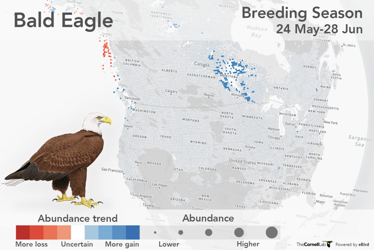 Карта на тенденциите в eBIrd за белоглавия орел.  Карта с червени и сини точки и илюстрация на плешив орел - голяма тъмнокафява птица с бяла глава и жълти крака.