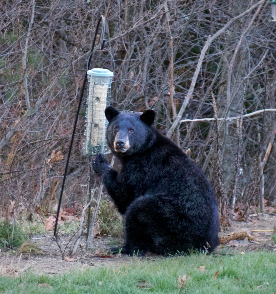 a black bear sits next to a bird feeder