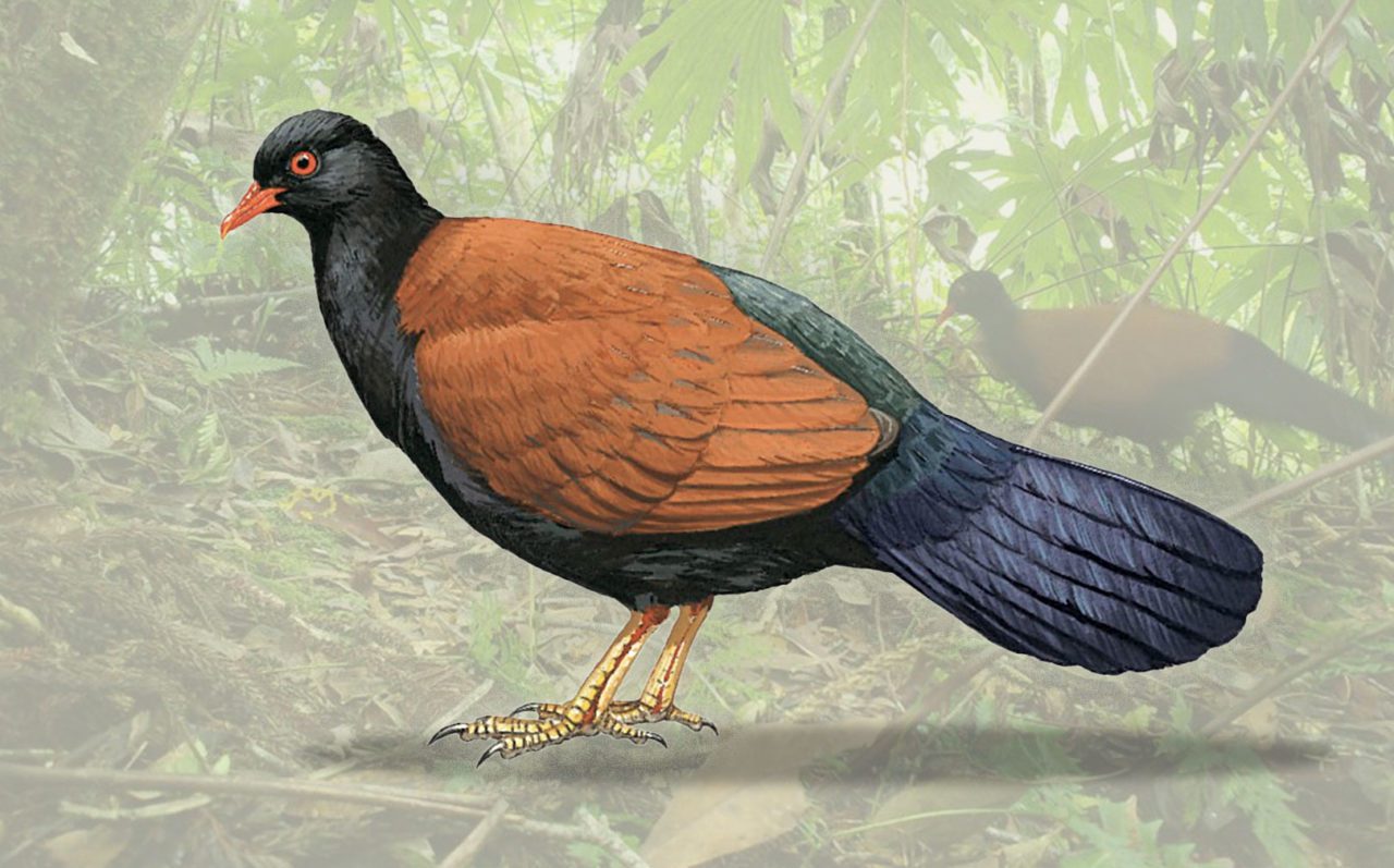 Illustration of a black and brown bird, the Black-naped Pheasant Pigeon, with a photo image in the background. 