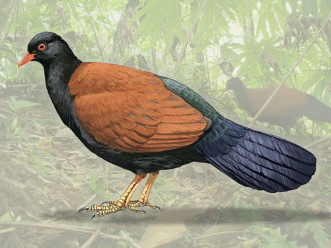 Photo of bird in the woods and illustration of a black and brown bird, the Black-naped Pheasant Pigeon. Photo courtesy of the Search for Lost Birds project, Illustration by Jan Wilczur/Birds of the World