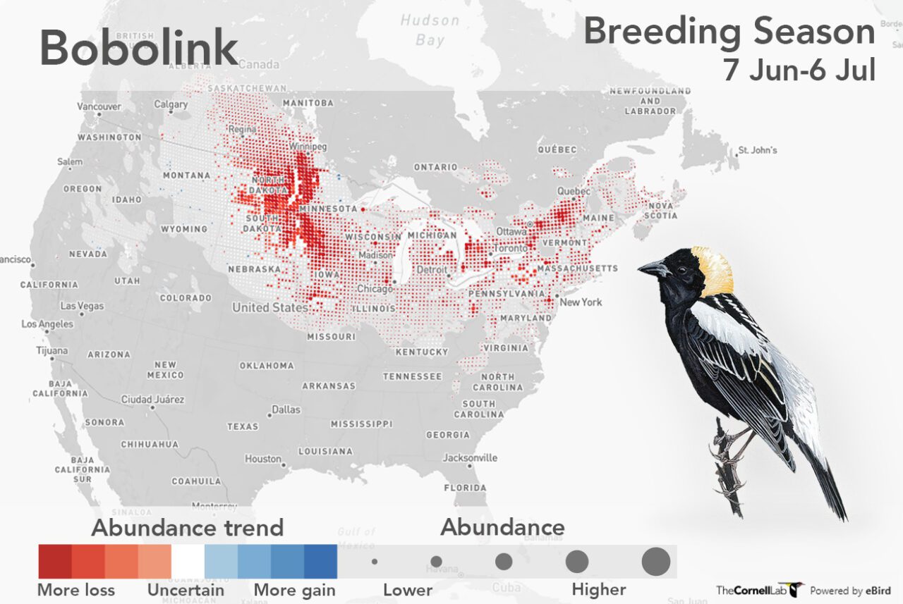 eBIrd trends map for the Bobolink. Map with red and blue dots and illustration of a male Bobolink--a black and white bird with a splot of yellow on its head.