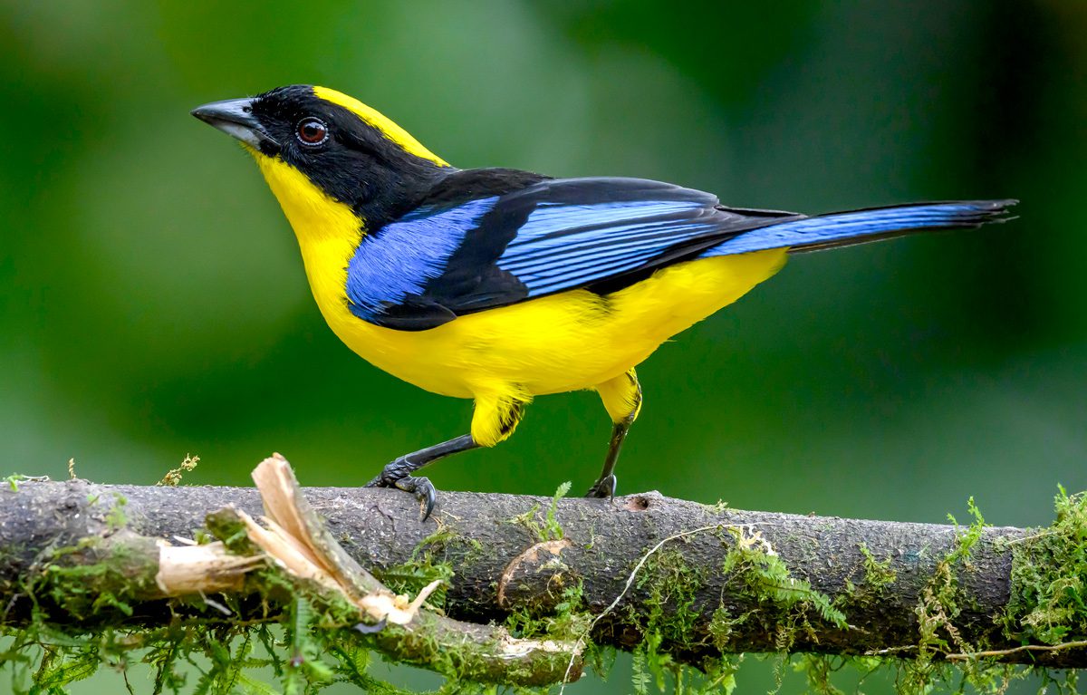 Blue and yellow and black bird perches on a branch with a green woody background.
