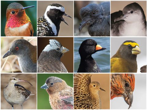 Montage of birds in decline.