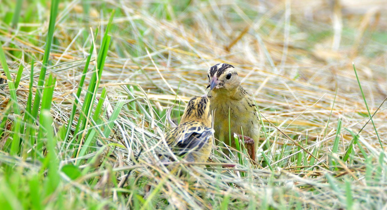 A streaked bird in grass feeds its young.