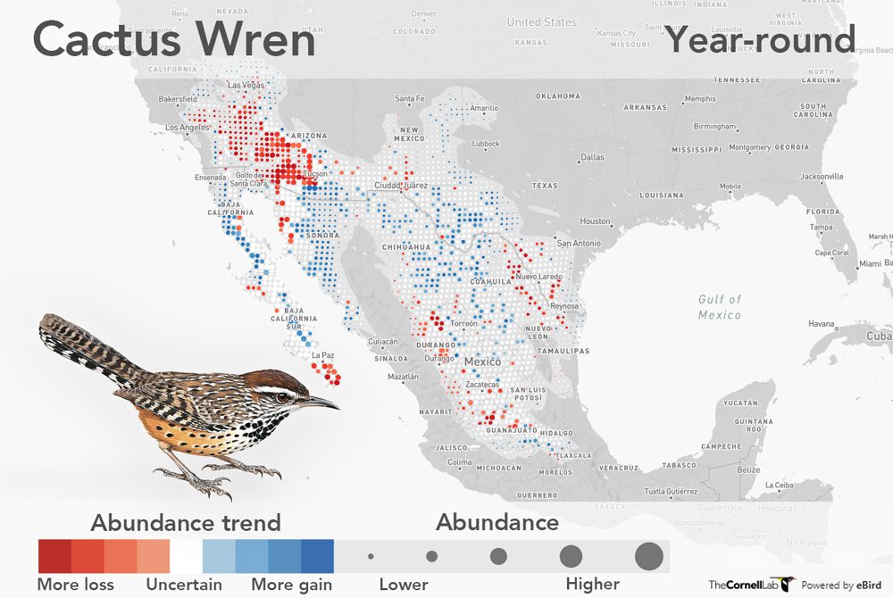 eBird Trends map for the Rufous-collared Sparrow, gray map with red dots. Rufous-collared Sparrow illustration, bird is brownish-cream with a stripey back, red neck and gray, black and white striped head.