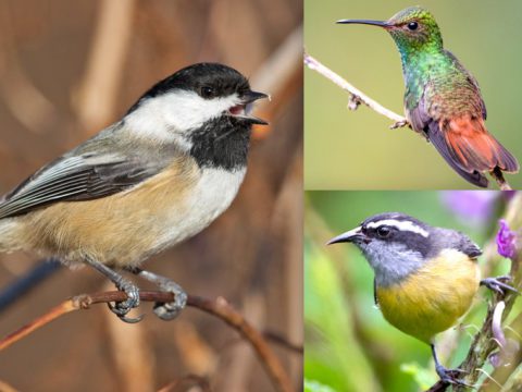 3 photos of birds: a black, white and buff Black-capped Chickadee calls on a stick perch. a green and russet Rufous-tailed Hummingbird, and a black, white, gray and yellow Bananaquit.