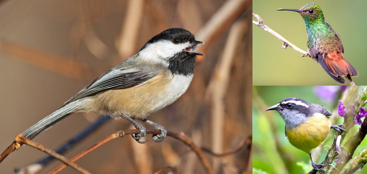 3 photos of birds: a black, white and buff Black-capped Chickadee calls on a stick perch.  a green and russet Rufous-tailed Hummingbird, and a black, white, gray and yellow Bananaquit.