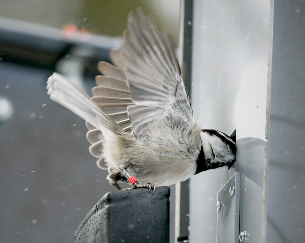 a Mountain Chickadee grabs seeds from the opening in a computerized bird feeder