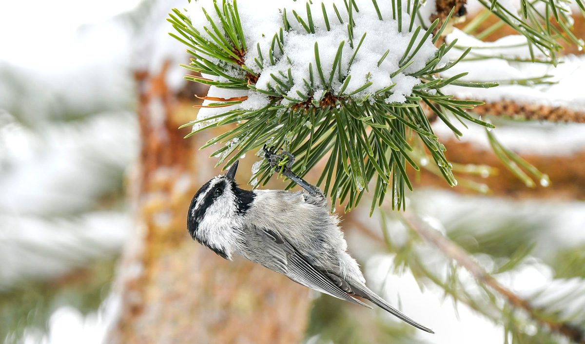 A Mountain chickadee-a small, gray bird with a black and white striped face, hangs upside down on a green conifer.