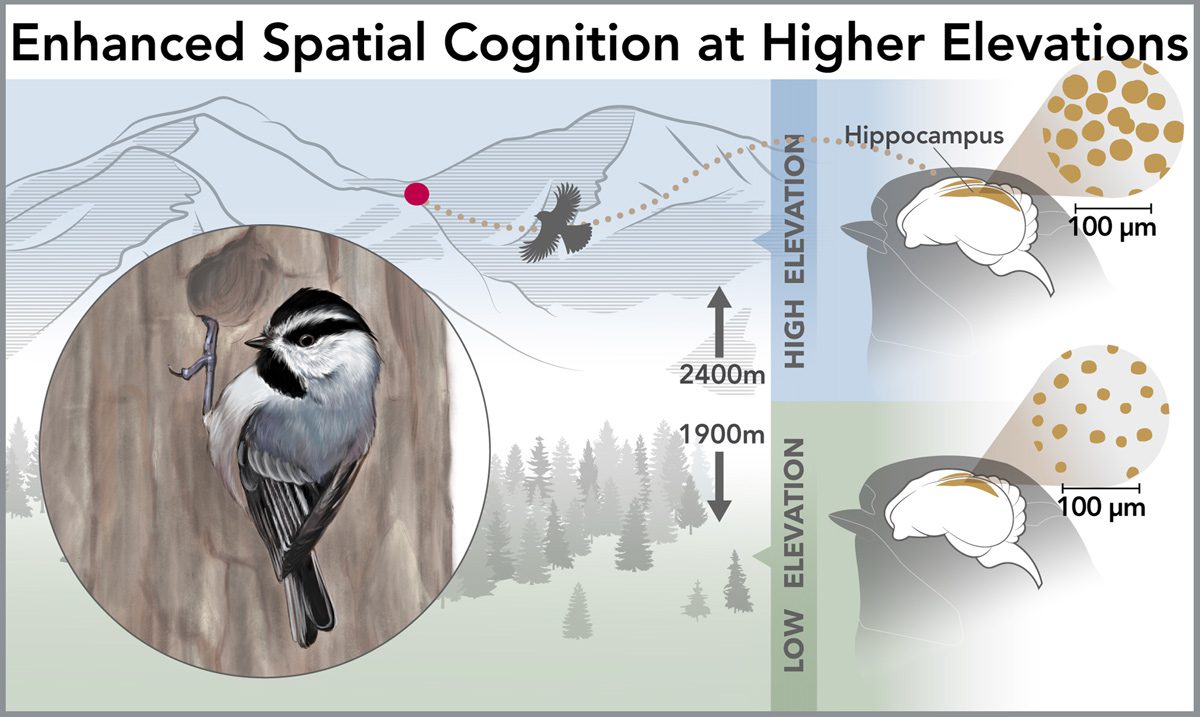 infographic showing chickadees in a mountain landscape, and the effect of elevation on their hippocampus structure. 