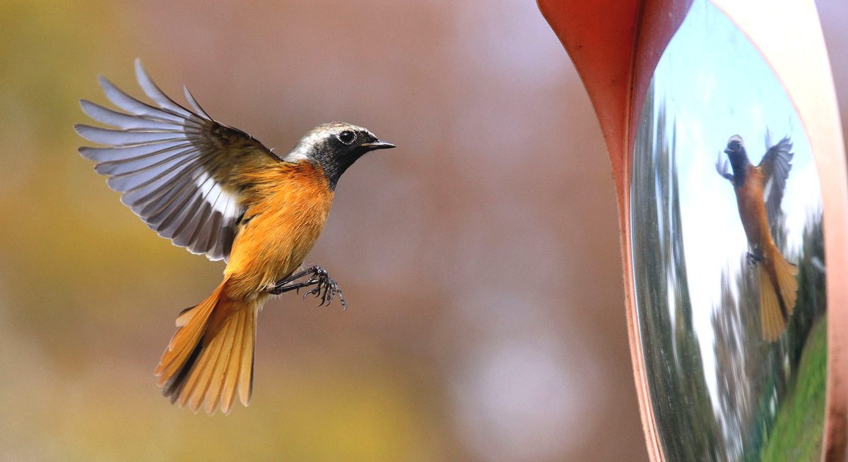 Оранжева, черна и бяла птица лети пред огледало.