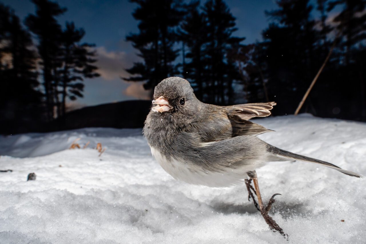 A Dark-eyed Junco, a small, gray bird with a white belly, pinkish bill jumps in front of the camera.