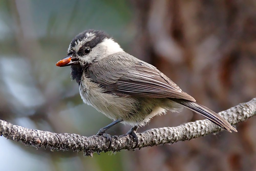 A Mountain Chickadee, a small gray bird with a streaked white and black face, stands on a branch with a seed in its bill.