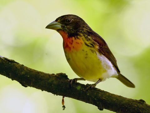 A bird with a dark head and back, orange chin and chest and white belly: a hybrid of a Rose-breasted Grosbeak and a Scarlet Tanager.