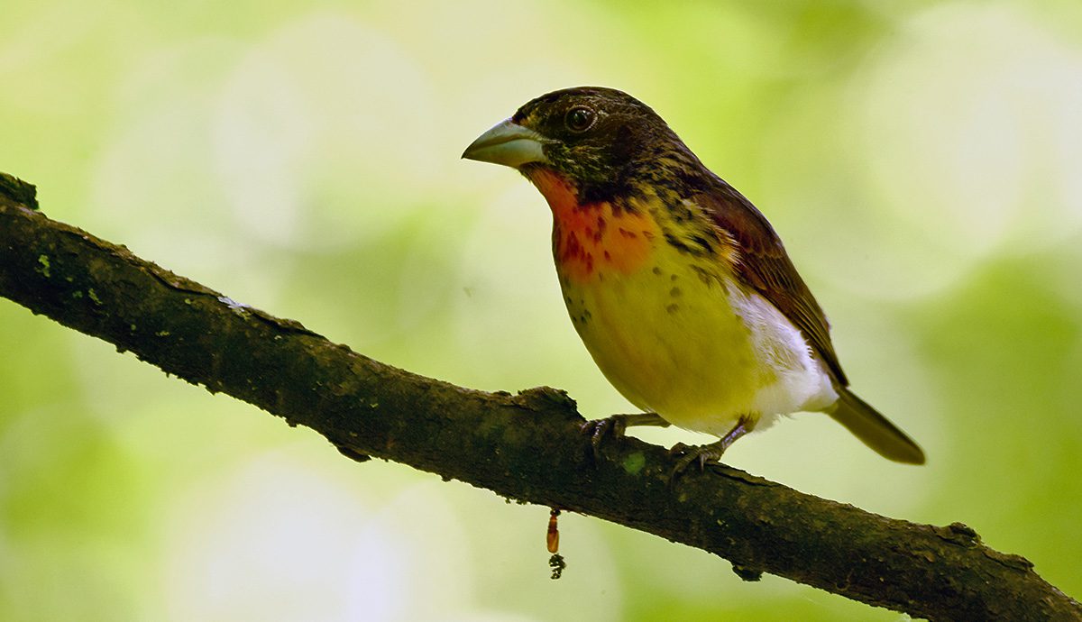 A bird with a visionless throne and back, orange chin and chest and white belly: a hybrid of a Rose-breasted Grosbeak and a Scarlet Tanager.